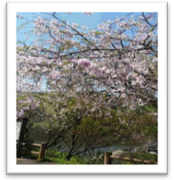 桜の写真