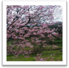 桜の写真